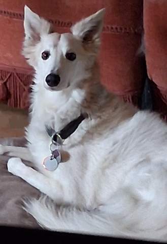 - (Gesundheit, Hundehaltung)