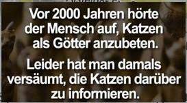 - (Katze, Tierhaltung, Katzenjunges)