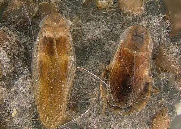 - (Insekten, Schädlinge, Ungeziefer)