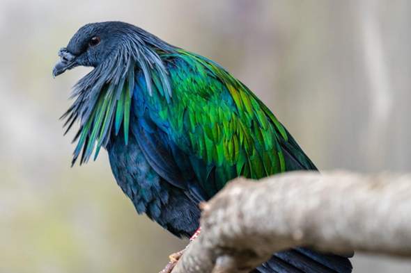 - (Vögel, Tauben, Tierwelt)