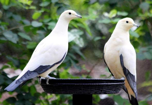 - (Vögel, Tauben, Tierwelt)