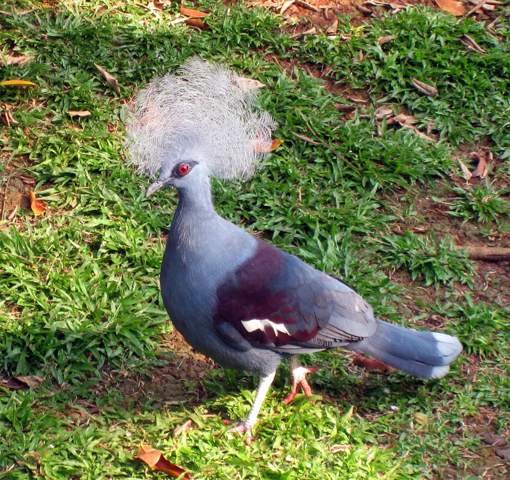 - (Vögel, Tauben, Tierwelt)