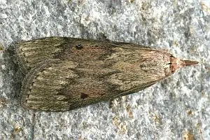 - (Insekten, Schädlinge, Ungeziefer)