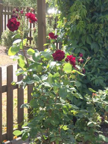 - (Erde, Gemüse, Blumen)