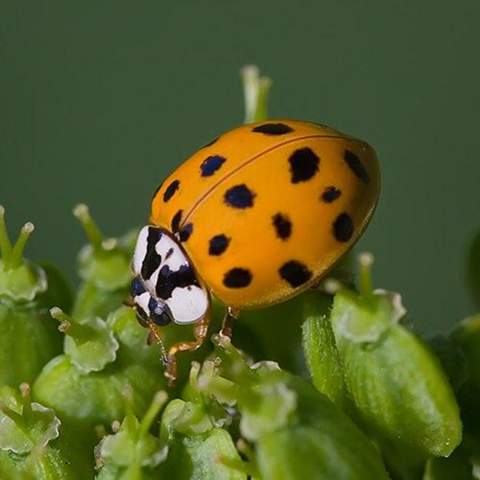 - (Insekten, Schädlinge, Ungeziefer)