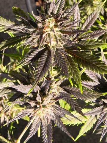 - (Cannabis, Gras, Pflanzenpflege)