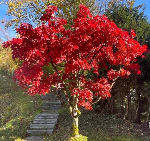 - (Wasser, Baum, Pflanzenpflege)
