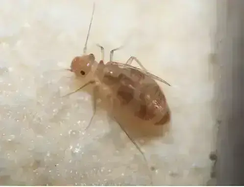 - (Schädlinge, Ungeziefer, Insektenbestimmung)