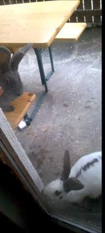 - (Kaninchen, Zwergkaninchen)