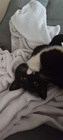 - (Hund, Katze, Pferd)