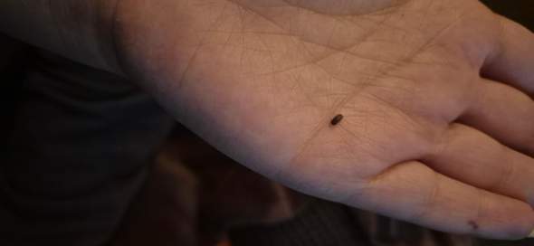 - (Insekten, Schädlinge, Ungeziefer)