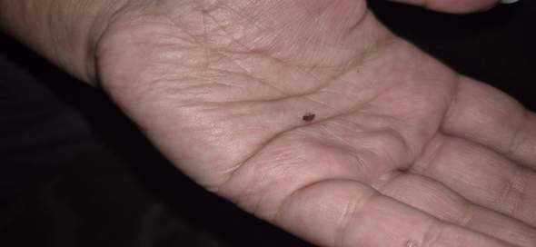 - (Insekten, Schädlinge, Ungeziefer)