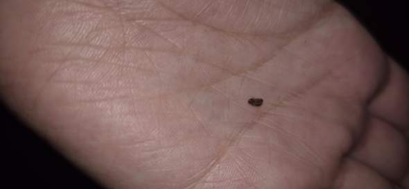 - (Insekten, Schädlinge, Ungeziefer)