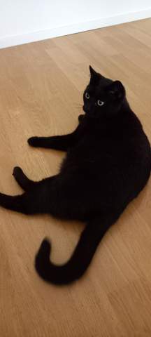- (Hund, Katze, Kaninchen)
