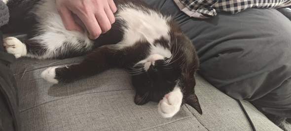 - (Puppen, Kuscheltier, Plüschtier)