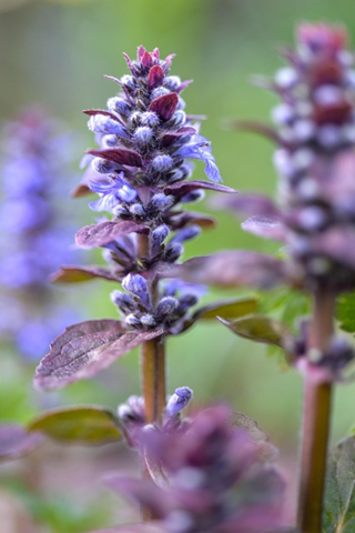 - (Pflanzen, Insekten, Naturwissenschaft)