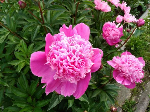 - (Natur, finden)