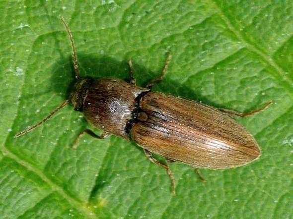 - (Insekten, Schädlinge, Ungeziefer)