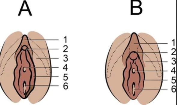 - (Vagina, Gynäkologe)