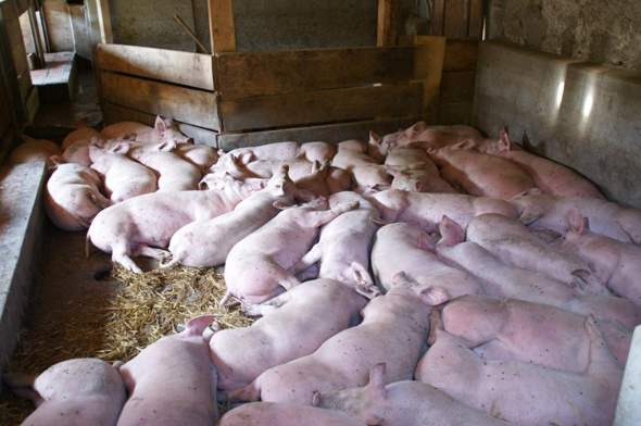 - (Kalorien, Fleisch, gesunde Ernährung)