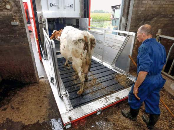 - (Kalorien, Fleisch, gesunde Ernährung)