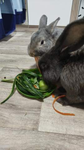 - (Kaninchen, Kleintiere, Zwergkaninchen)