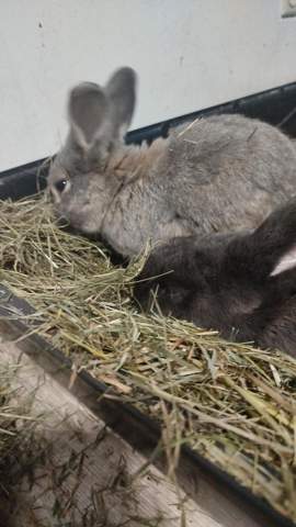 - (Kaninchen, Kleintiere, Zwergkaninchen)