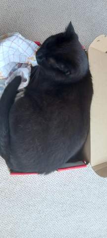 - (Kater, Tierhaltung, Hauskatze)