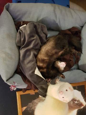 - (Hund, Katze, Tierhaltung)