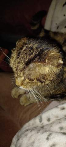 - (Tiere, Hund, Katze)
