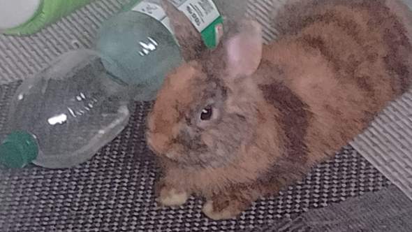- (Kaninchen, Kleintiere, Zwergkaninchen)