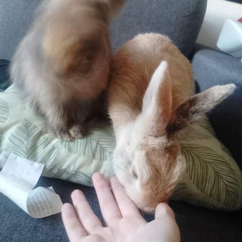 - (Kaninchen, Kleintiere, Zwergkaninchen)