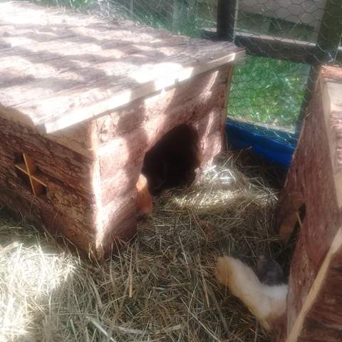 - (Kaninchen, Kleintiere, Zwergkaninchen)