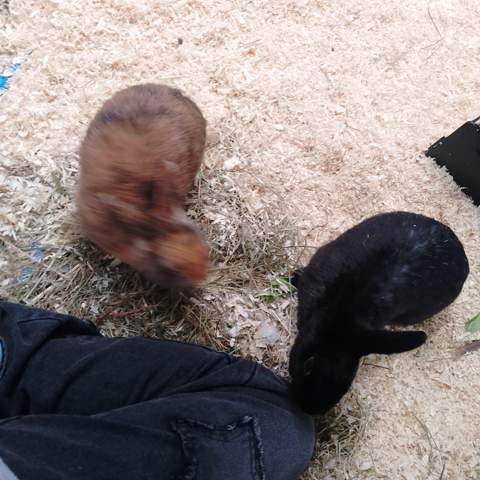- (Kaninchen, Kleintiere, Zwergkaninchen)