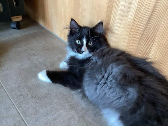 - (Tierhaltung, Hauskatze)