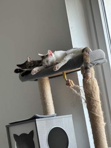 - (Name, Kater, Katzenjunges)