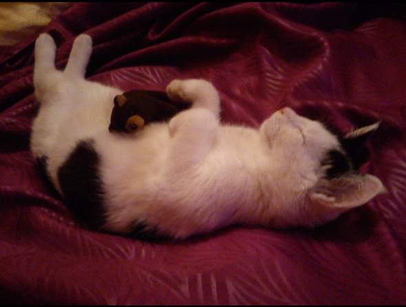 - (Name, Kater, Katzenjunges)