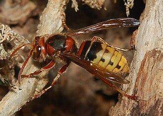 - (Insekten, Bienen, Wespen)