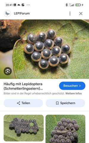 Bild zum Beitrag