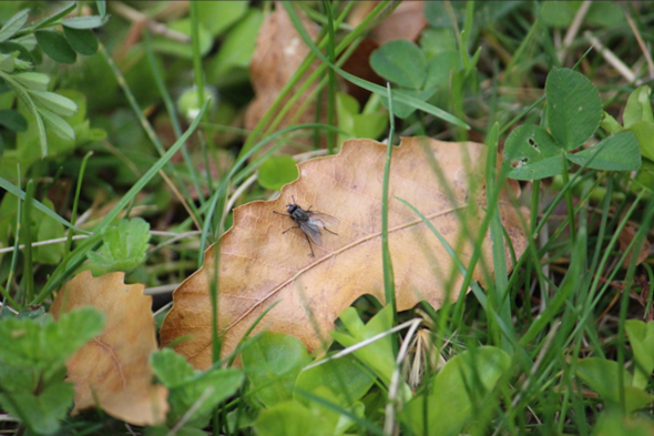 - (Insekten, Schädlinge, Fliege)