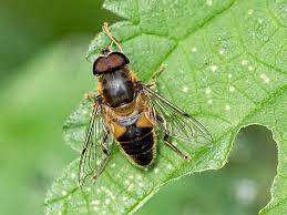 - (Insekten, Schädlinge, Fliege)