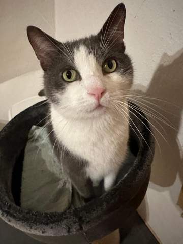 - (Tierarzt, Kater, Tierhaltung)