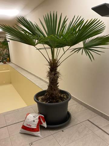 - (Liebe, Menschen, Palme)