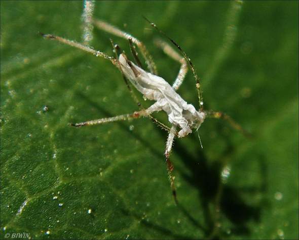 - (Tiere, Insekten, Schädlinge)