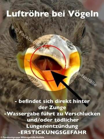- (Tauben, Küken, Brut)