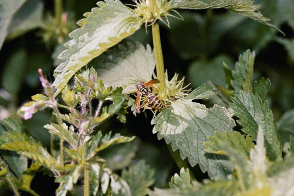 - (Insekten, Wespen, Kammerjäger)