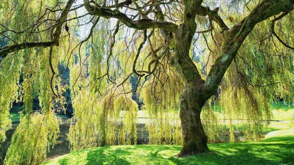 - (Natur, Baum)