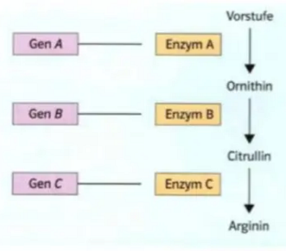 - (Menschen, Biologie, Pflanzen)