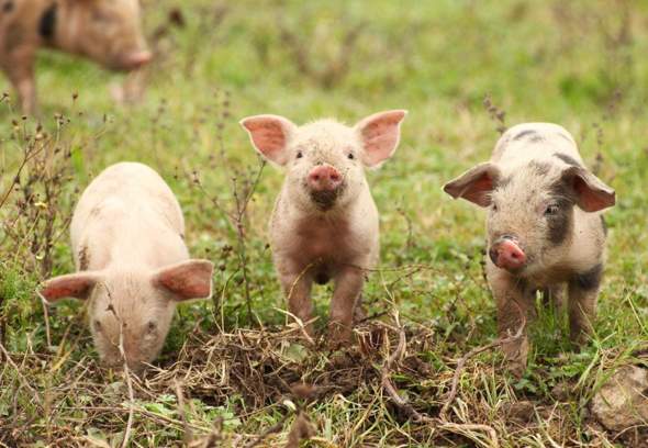 - (Fleisch, vegan, vegetarisch)
