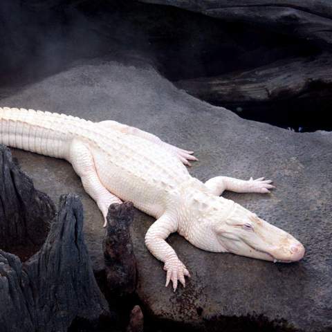 - (Biologie, Reptilien, Zoo)